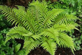 poultice to treat varicose veins